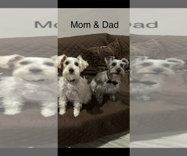 Medium Photo #1 Schnauzer (Miniature) Puppy For Sale in CITRUS HEIGHTS, CA, USA
