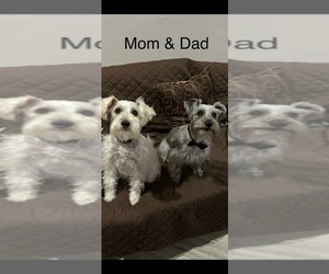Father of the Schnauzer (Miniature) puppies born on 05/24/2025