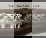 Small Photo #1 Schnauzer (Miniature) Puppy For Sale in CITRUS HEIGHTS, CA, USA