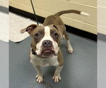 CAPTIAN HOOK - Male Boxer-Unknown Mix Dog for Adoption - Small photo