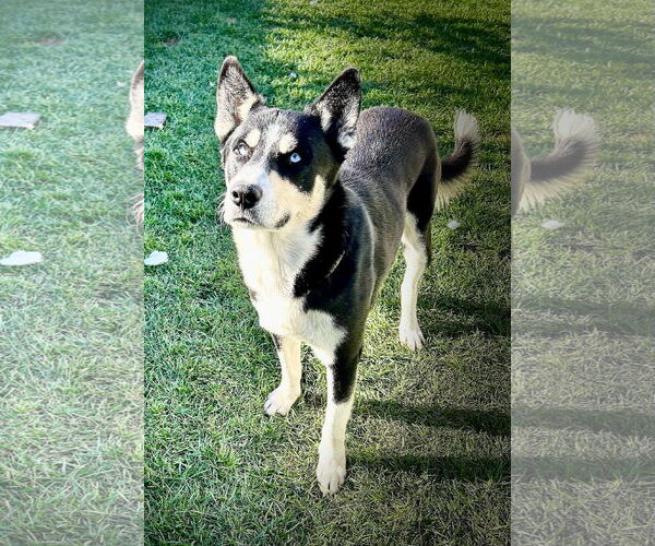 Medium Photo #2 Huskies -Siberian Husky Mix Puppy For Sale in Newport Beach, CA, USA