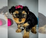 Small Photo #3 Yorkshire Terrier Puppy For Sale in NICHOLSON, GA, USA