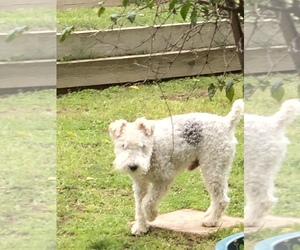 Father of the Wire Fox Terrier puppies born on 03/01/2022