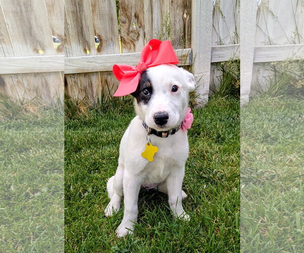 Medium Photo #11 Border Collie-Unknown Mix Puppy For Sale in Sandy, UT, USA