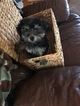 Small Photo #9 Havashire Puppy For Sale in CONROE, TX, USA