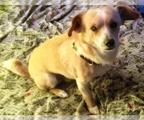 Medium Photo #2 Chihuahua-Unknown Mix Puppy For Sale in San Antonio, TX, USA