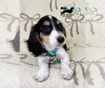 Small #11 Dachshund