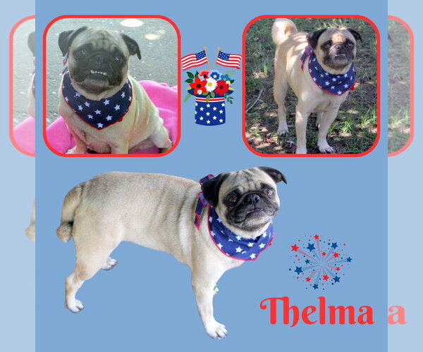Medium Photo #1 Pug Puppy For Sale in Lindsay, CA, USA