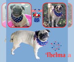 Small Pug