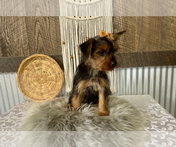 Medium Photo #3 Yorkshire Terrier Puppy For Sale in NAPPANEE, IN, USA