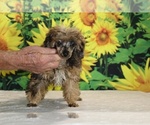 Marbles - Male Poodle (Toy) Puppy for Sale - Photo #26