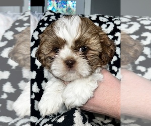 Shih Tzu Puppy for Sale in BENSALEM, Pennsylvania USA