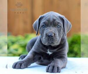 Cane Corso Puppy for sale in GORDONVILLE, PA, USA