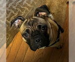 Small Pug Mix