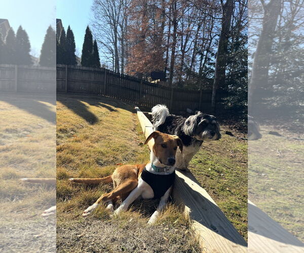 Medium Photo #3 Mutt Puppy For Sale in Ball Ground, GA, USA