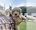 Small #1 Goldendoodle