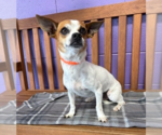 Small Chihuahua Mix