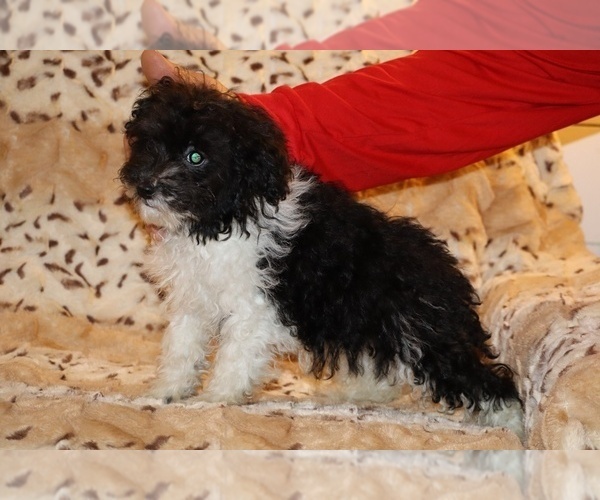 Medium Photo #1 Goldendoodle (Miniature) Puppy For Sale in DYERSBURG, TN, USA