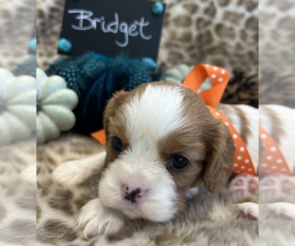 Medium Photo #2 Cavalier King Charles Spaniel Puppy For Sale in ABILENE, TX, USA