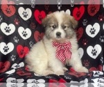 Small Photo #10 Great Pyrenees Puppy For Sale in LAKELAND, FL, USA