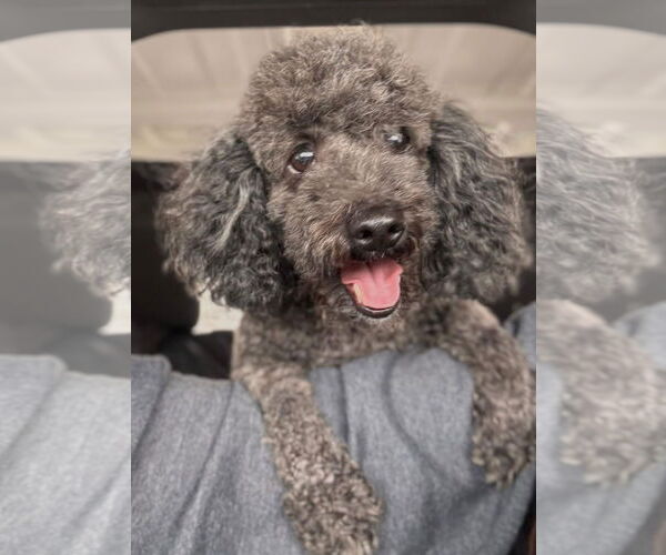 Medium Photo #2 Bichon Frise-Unknown Mix Puppy For Sale in Germantown, OH, USA