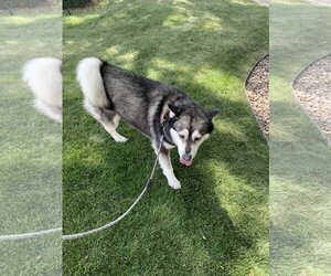 Siberian Husky Dogs for adoption in Cedar Crest, NM, USA