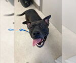 Small American Pit Bull Terrier