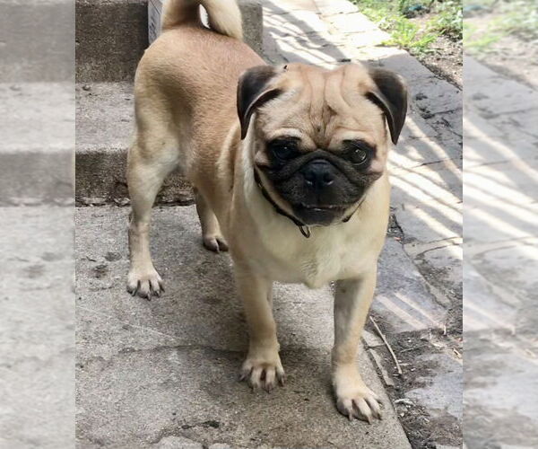 Medium Photo #5 Chug Puppy For Sale in Lincolnwood, IL, USA