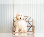 Small #2 Poodle (Toy)