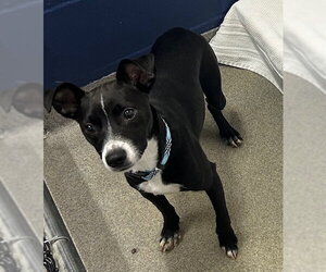 Labrador Retriever-Unknown Mix Dogs for adoption in Sterling, MA, USA