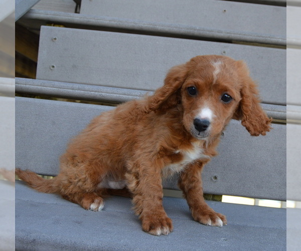 Medium Photo #8 Cavapoo Puppy For Sale in CELINA, OH, USA