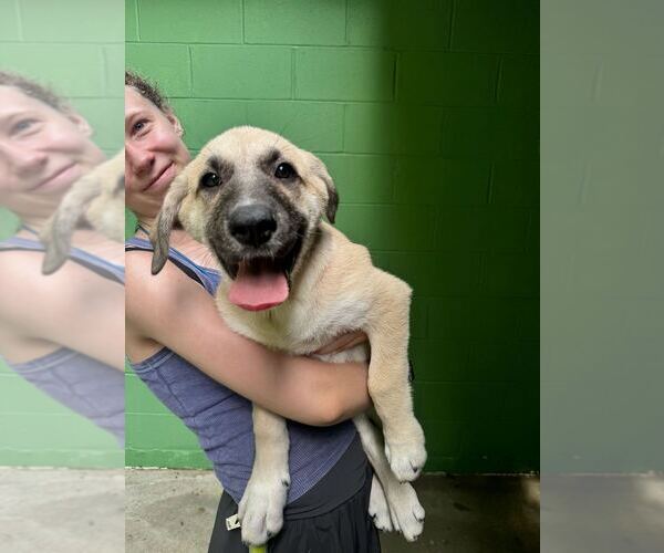 Medium Photo #2 Great Pyrenees-Unknown Mix Puppy For Sale in Elmsford, NY, USA