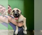 Small #1 Great Pyrenees Mix
