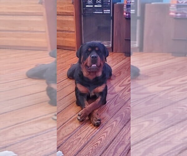 Medium Photo #1 Rottweiler Puppy For Sale in NORFOLK, VA, USA