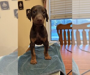 Doberman Pinscher Puppy for sale in PECK, KS, USA