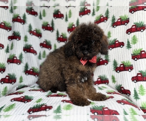 Medium Photo #7 Cockapoo (Miniature) Puppy For Sale in LAKELAND, FL, USA