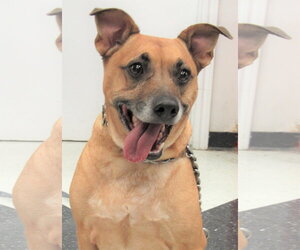 Axl - Male Dachshund-Unknown Mix Dog for Adoption - Photo #4