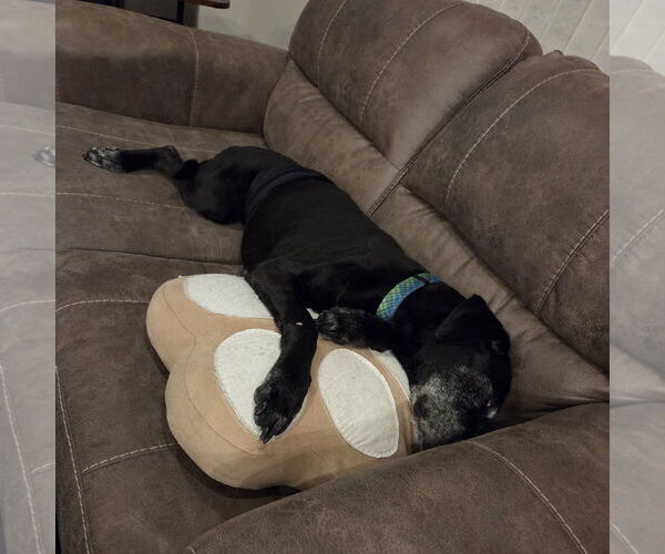 Medium Photo #4 Labrador Retriever-Unknown Mix Puppy For Sale in Fargo, ND, USA