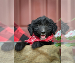 Puppy Cooper Aussiedoodle