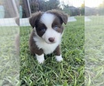 Puppy Puppy 3 Purple Miniature Australian Shepherd