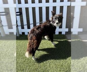 Border Collie Dogs for adoption in Modesto, CA, USA