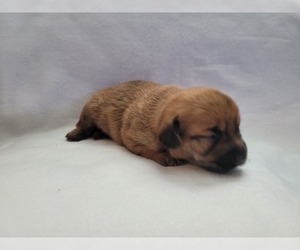 Medium Chiweenie