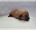 Puppy Mr potato Chiweenie