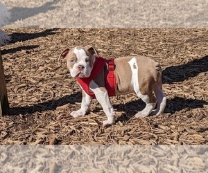 Medium Olde English Bulldogge