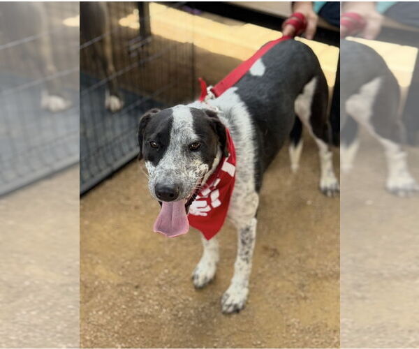 Medium Photo #13 Mutt Puppy For Sale in Euless, TX, USA