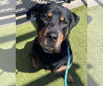 Small #2 Rottweiler