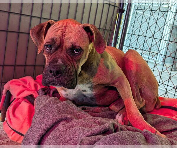 Medium Photo #4 Boxer Puppy For Sale in Austin, TX, USA