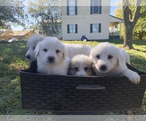 Great Pyrenees Puppy for sale in ELIZABETH, IN, USA