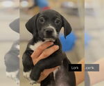 Small American Pit Bull Terrier-Beagle Mix