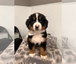 Puppy Ice Bernese Mountain Dog